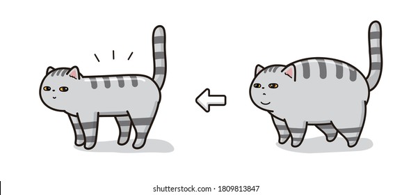 A cat on a diet. before and after.