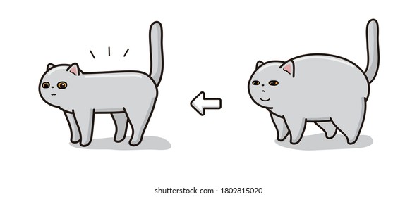A cat on a diet. before and after.