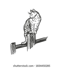 Cat on a fence. Vector hand drawn sketch style illustration.