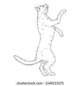Cat on his Hind Paws. Vector Black Sketch Feline Illustration