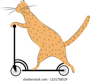 the cat on the scooter. vector drawing