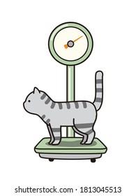 The cat on the weight scale.