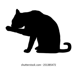 Cat on white