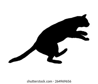 Cat on white
