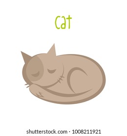 Cat on white background