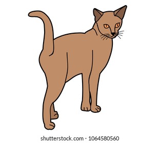 cat on white background
