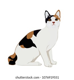 cat on a white background