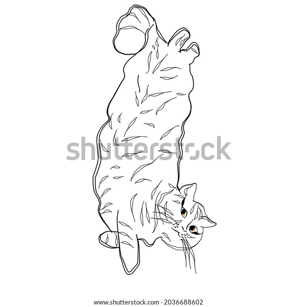 Cat Outline Black White Stock Vector (Royalty Free) 2036688602 ...