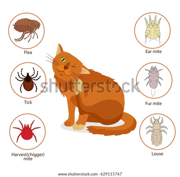 Cat Parasites Pet Skin Fur Parasites Stock Vector (Royalty Free) 629115767