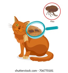 Cat Parasites. Tick On Cat In The Fur As A Close Up Magnification Vector. Spread Of Infection. Pet Veterinary Medicine Vector.