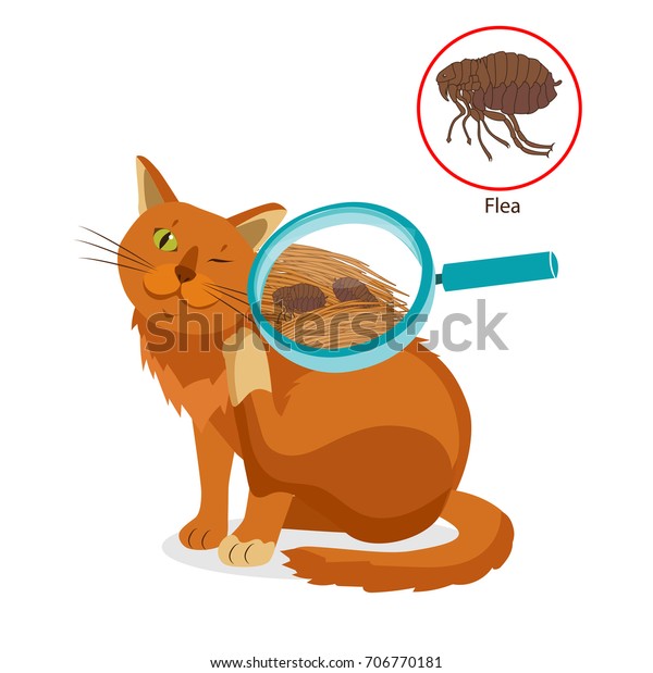 Cat Parasites Tick On Cat Fur Stock Vector (Royalty Free) 706770181 ...