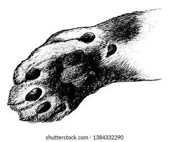 Cat Paw is a phrase derived from La Fontaine fable, vintage line drawing or engraving illustration.