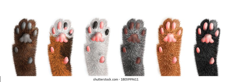 Cat paws of different color set isolated on white background realistic vector illustration