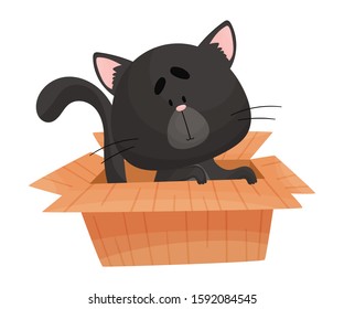 Cat Peeped Out From Cardboard Box Vector Illustration