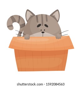 Cat Peeped Out From Cardboard Box Vector Illustration