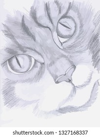 cat pencil hand drawing vector