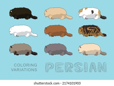 Cat Persian Coloring Variations Vector Illustration