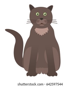 cat, pet animal
