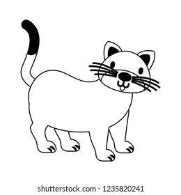 cat pet on white background