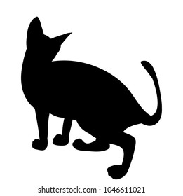 cat, pet, silhouette