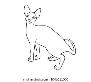 cat, pet, sketch