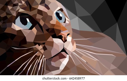 Cat Polygon