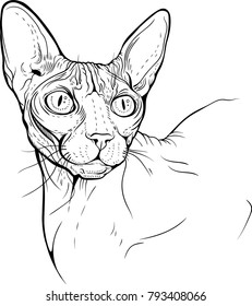 Cat portrait black and  white. Cat 1.