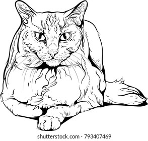 Cat portrait black and  white. Cat 10.