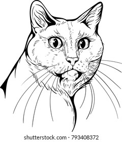 Cat portrait black and  white. Cat 2.