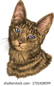 cat portrait brown and white black striped vector illustration