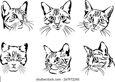 cat, portrait, graphic image