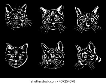 cat, portrait, graphic image, black portraits of cats