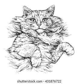 Cat portrait. Hand drawn vector illustration isolated on white