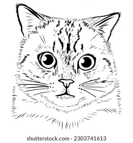 Cat, portrait, head of a pet. Black and white illustration. Sketch, line art. Stock image isolated on white background.