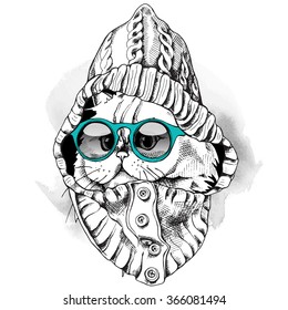 Cat portrait in a hood with glasses. Vector illustration.