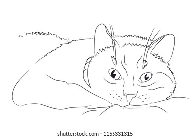 cat portrait, lines, vector, white background, cat portrait
