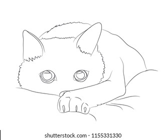 cat portrait, lines, vector, white background, cat portrait