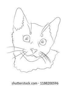 cat portrait, lines, vector, white background, cat portrait