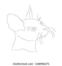 cat portrait, lines, vector, white background, cat portrait