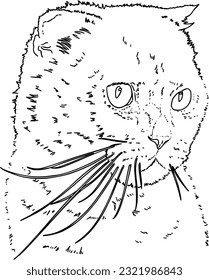 Cat portrait with lop-eared pet animal doodle linear cartoon coloring book