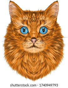 cat portrait orange white with blue eyes striped vector illustration