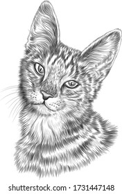 cat portrait striped black and white sketch tattoo graphics vector illustration