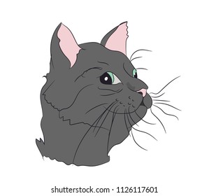 cat portrait, vector, white background