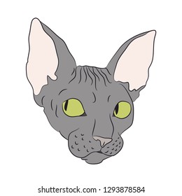 cat portrait, vector, white background, color drawing