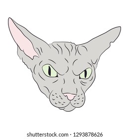 cat portrait, vector, white background, color drawing