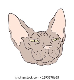 cat portrait, vector, white background, color drawing
