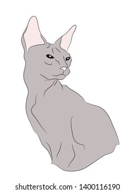 cat portrait, vector, white background, color drawing