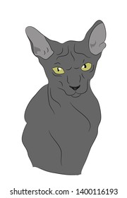 cat portrait, vector, white background, color drawing