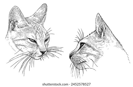 Cat potraits sketch, animal head, pets, cute, snout, whiskers, realistic, hand drawn illustration, vector, isolated on white