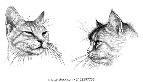 Cat potraits, sketch, animal head, pets, cute, snout, whiskers, realistic, hand drawn illustration, vector, isolated on white